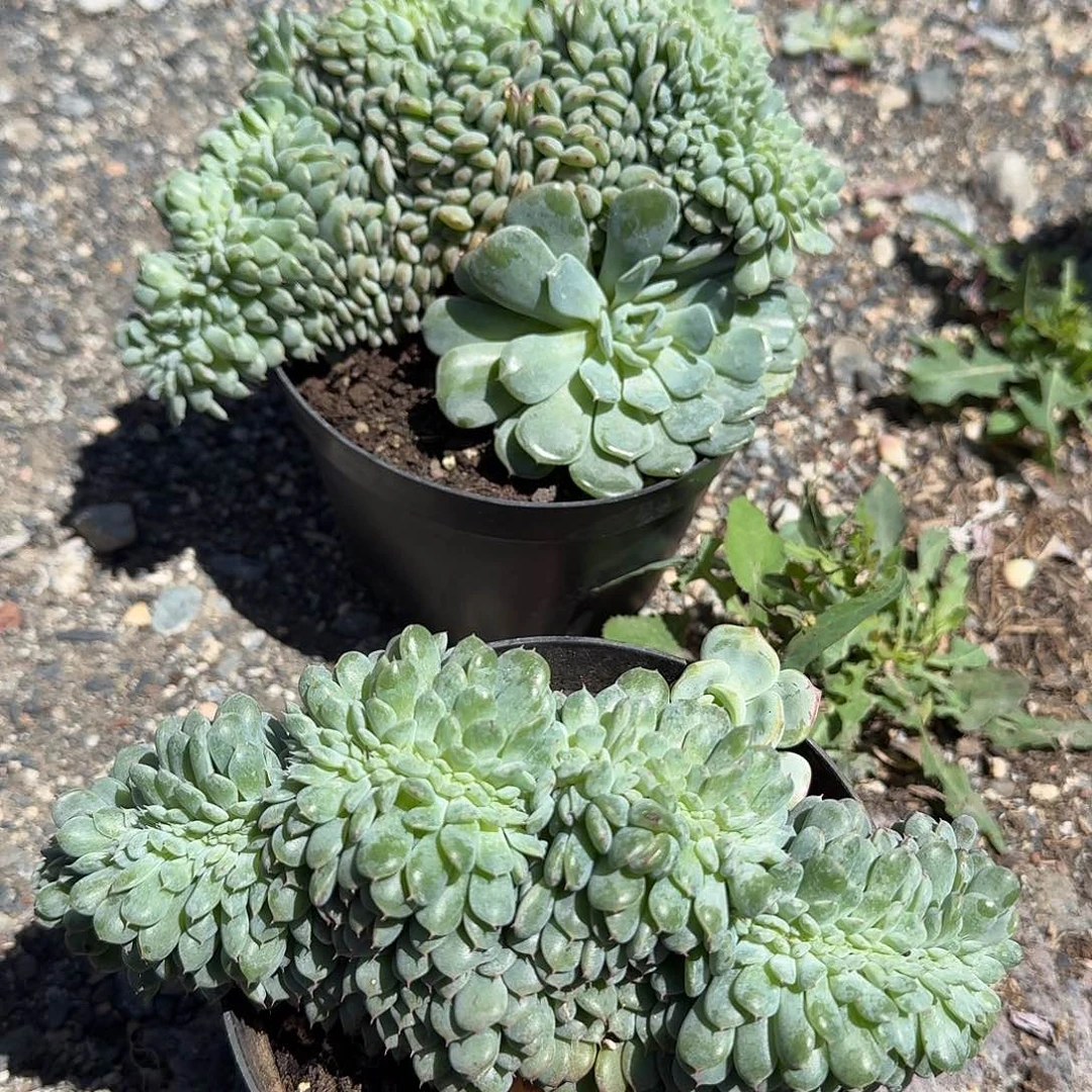 白胖子缀化多肉植物