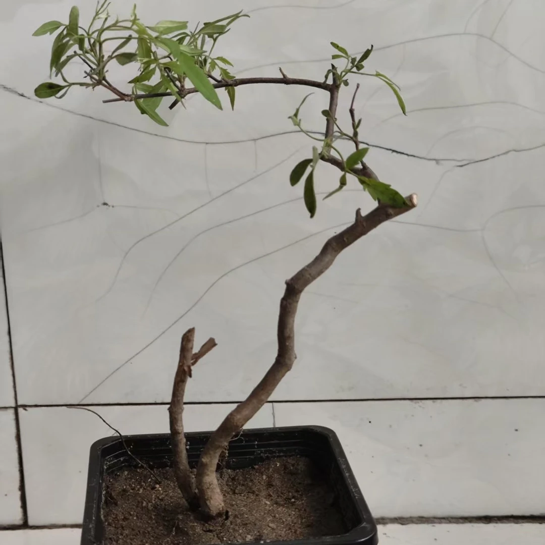 黄荆茶台小景生桩盆栽（不包邮  不退货）