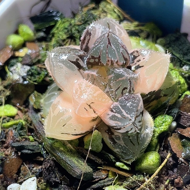 567粉黛锦特选福利