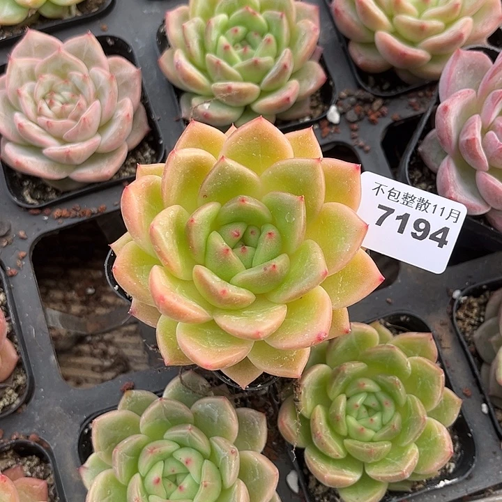 幸****阿雅园艺。       7194