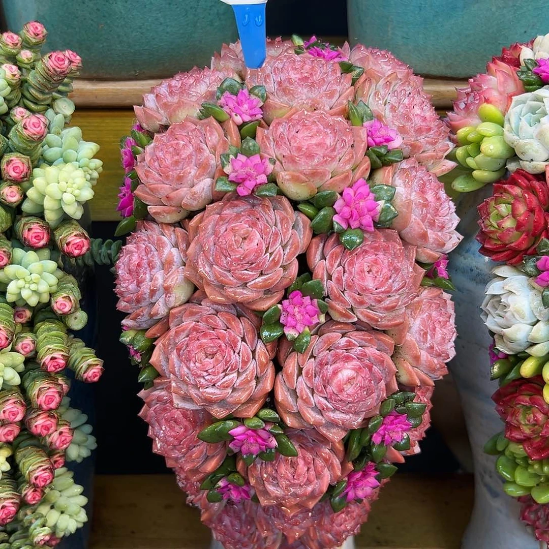 037玉芙蓉多肉组合花园