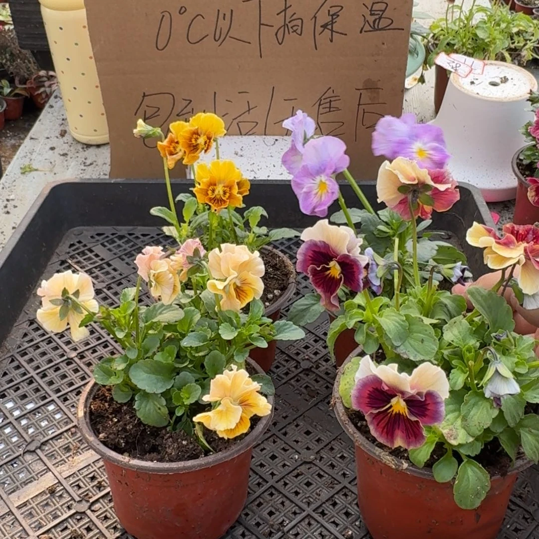 大部分花苞少量开放155