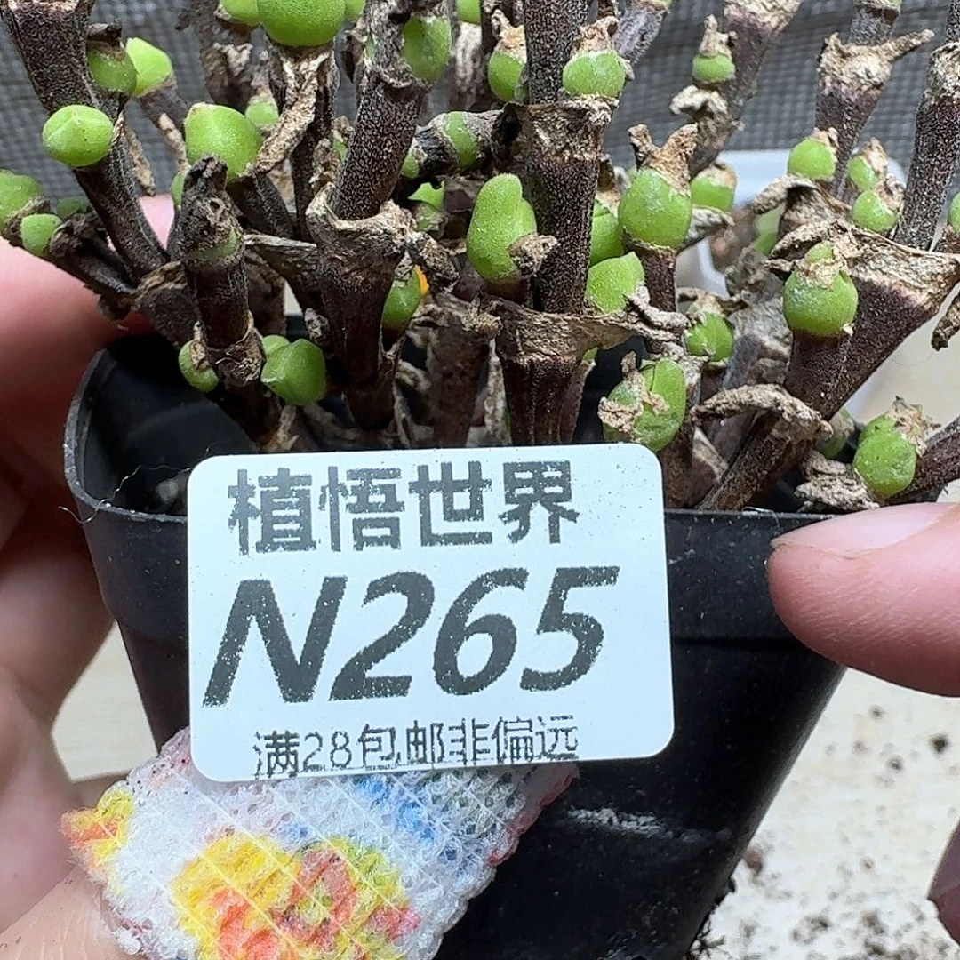 的W的润泽的润泽多吃