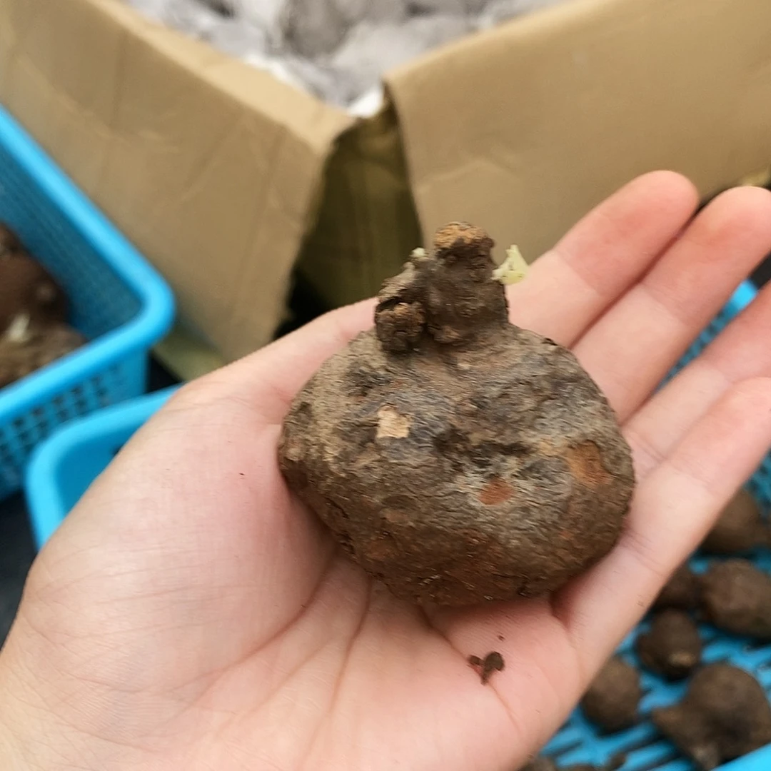 一叶诺瓦龟190一物一拍