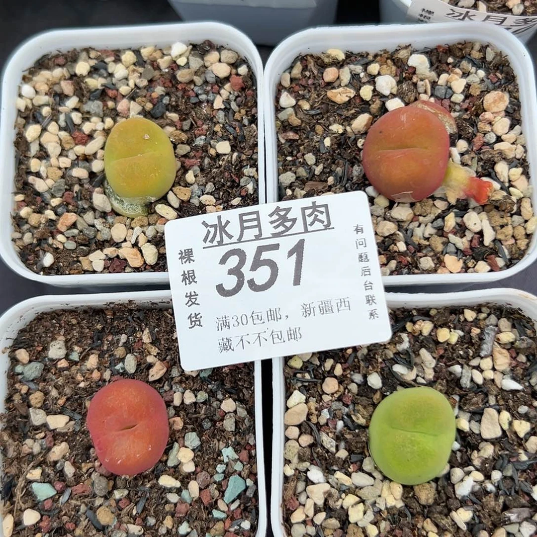 351毛汉尼带盆土发货