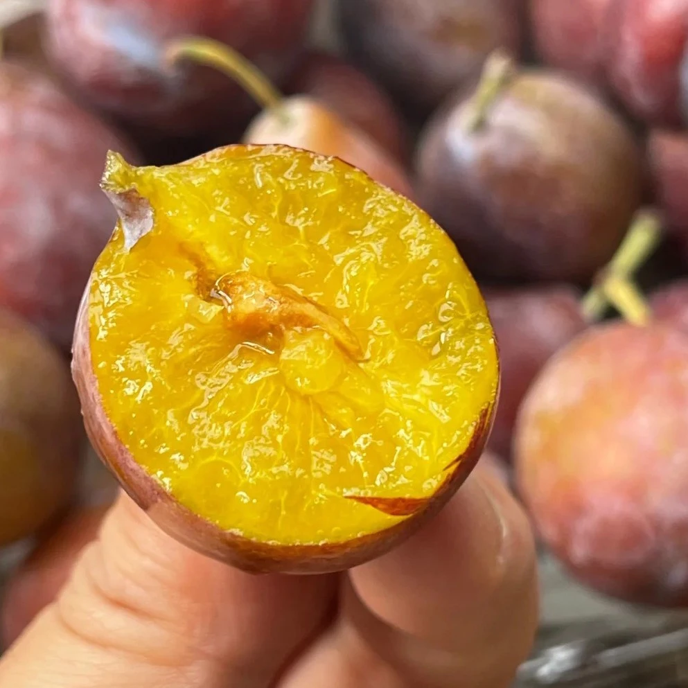 新鲜法兰西西梅5斤