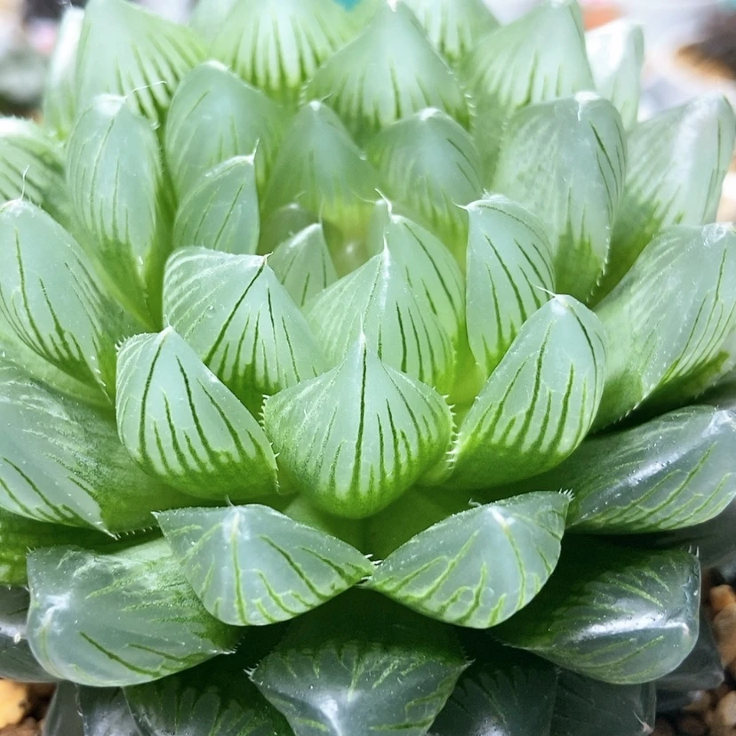 【闪购商品】用****9冰川母本193