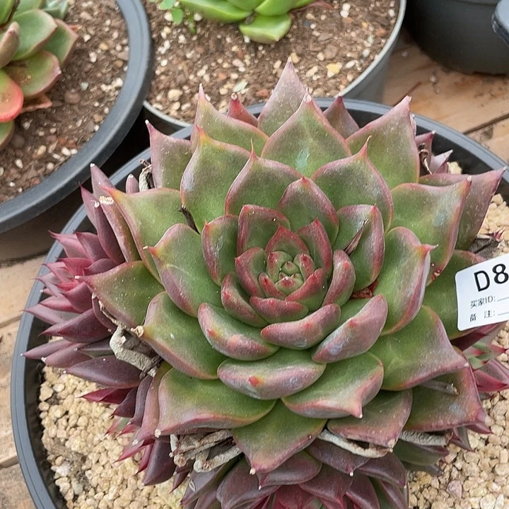 若如东云单拍D848