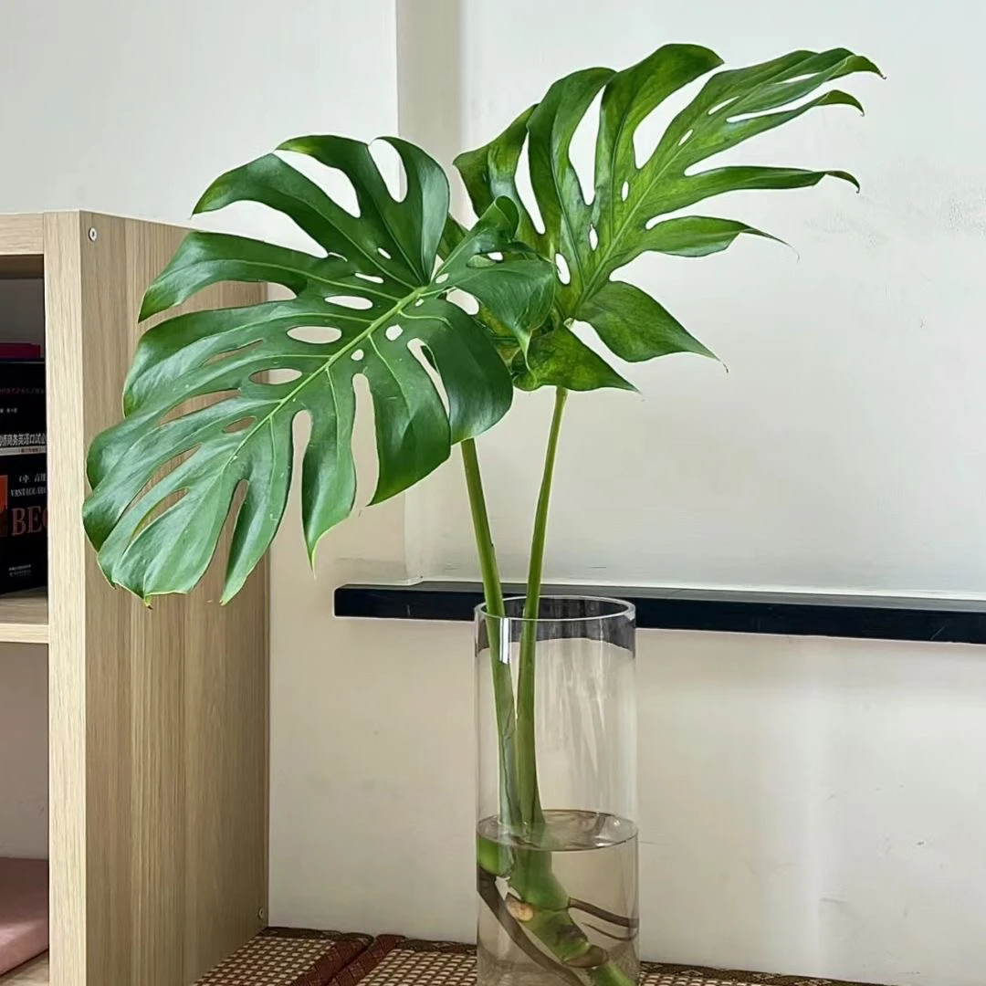 龟背竹大叶四季长青花卉绿植盆栽四季好养活净化空气绿植特价