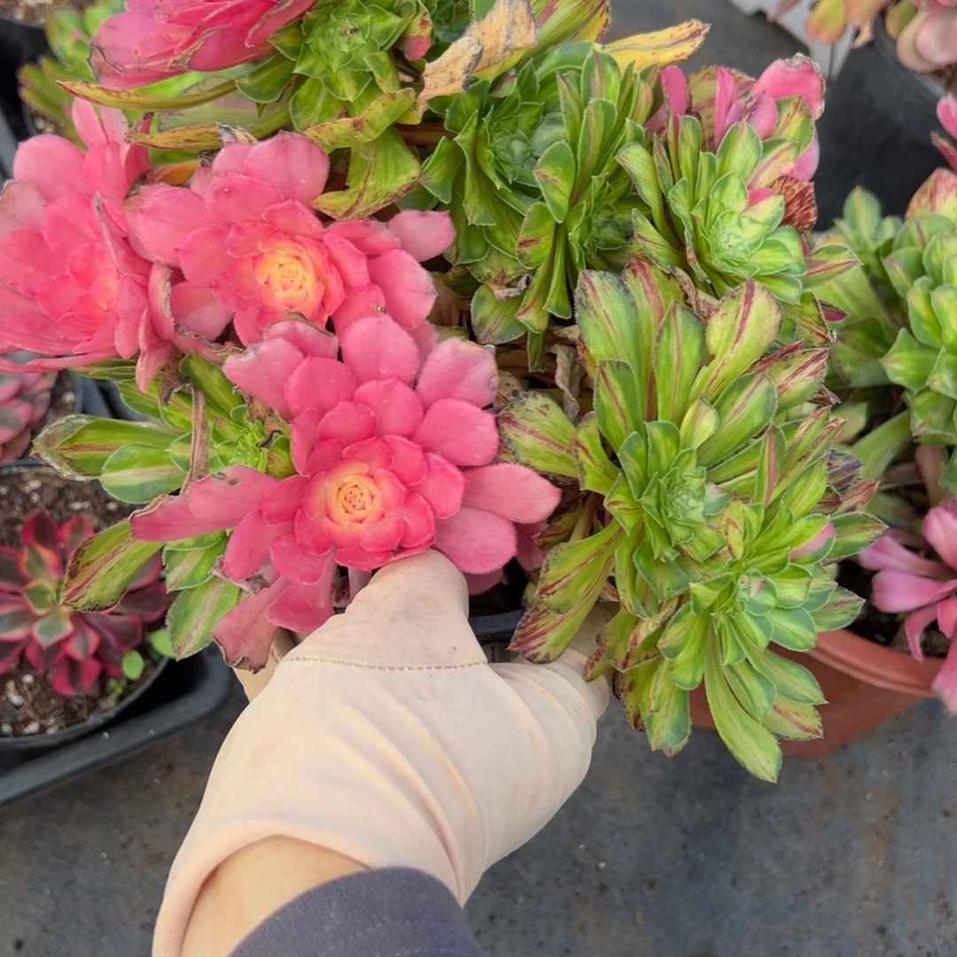 3知否悬崖duorou一字