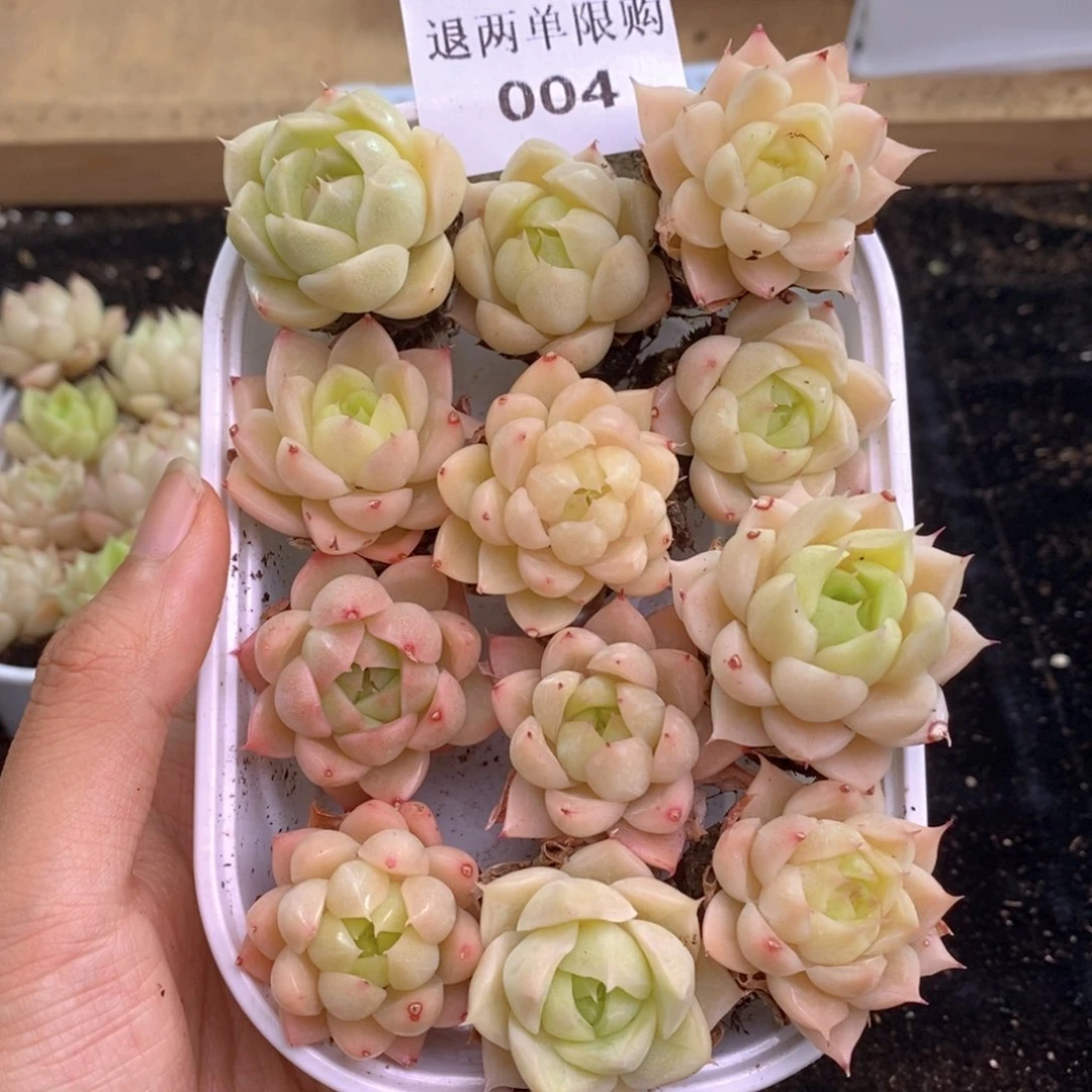 004 新疆西藏内蒙不发货，别的一单包邮