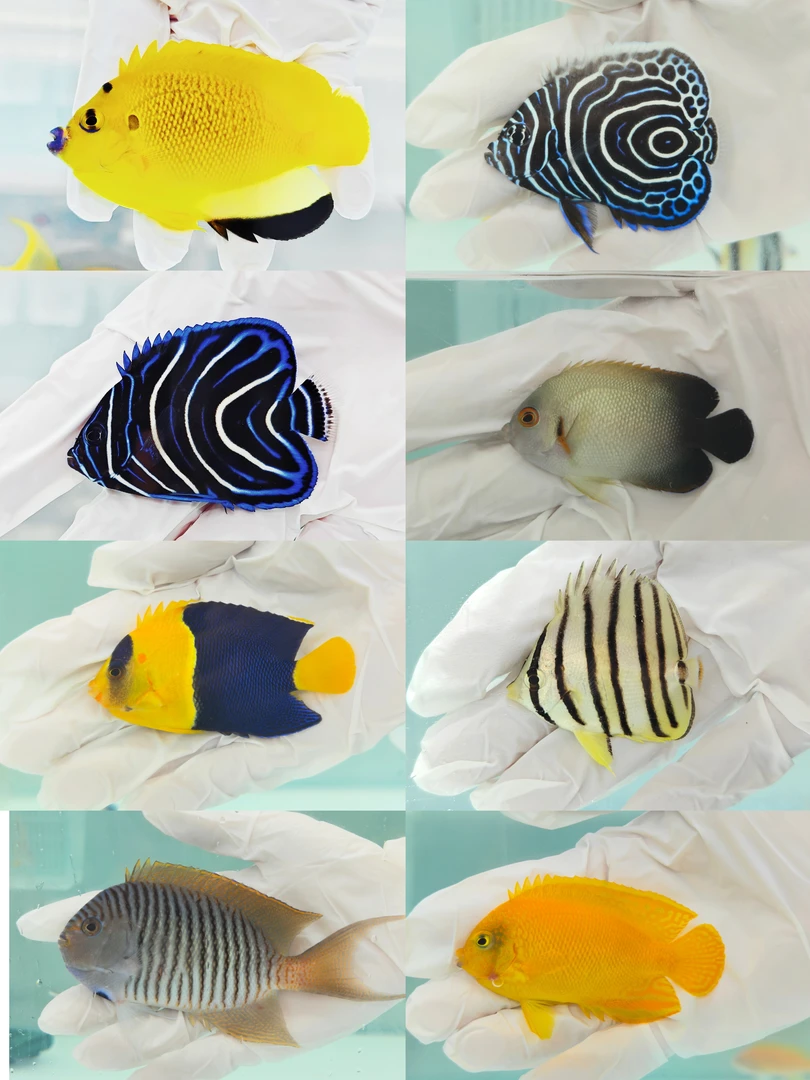 神仙鱼类   蓝圈斑马仙日本燕石美人黑尾新娘海水鱼海缸活体