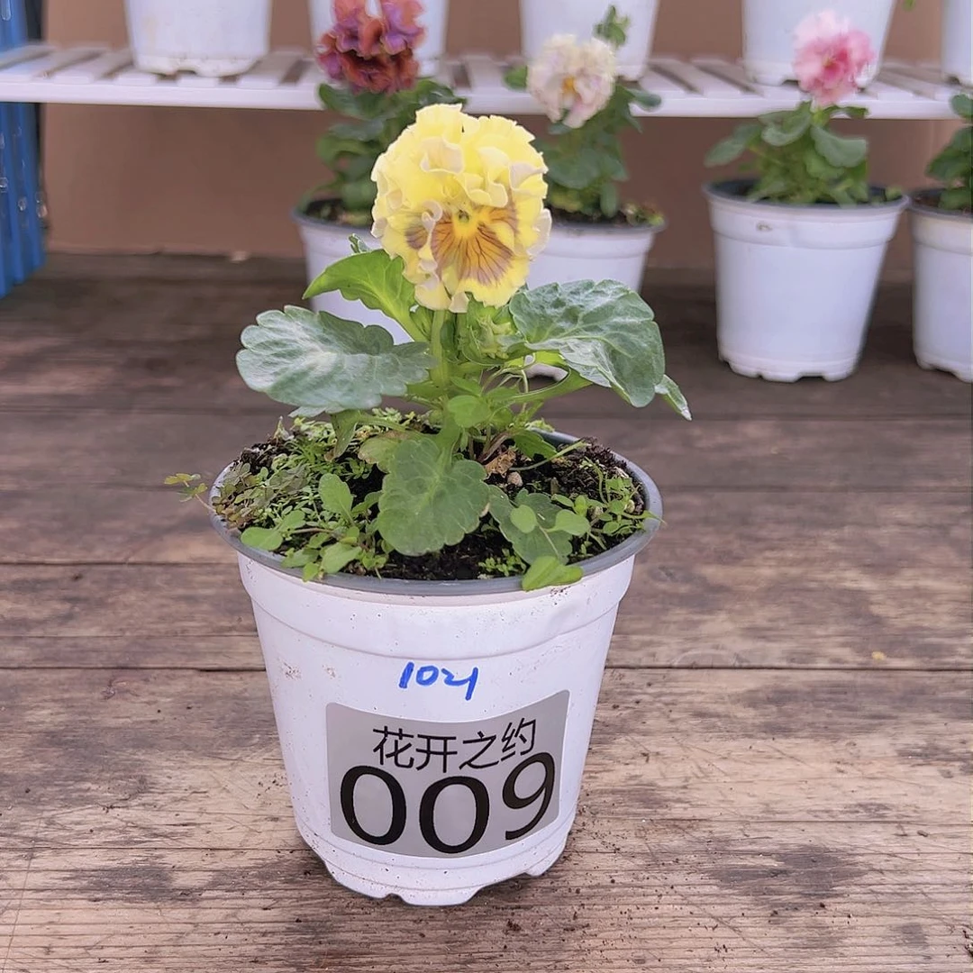 【闪购商品】完全开放009号