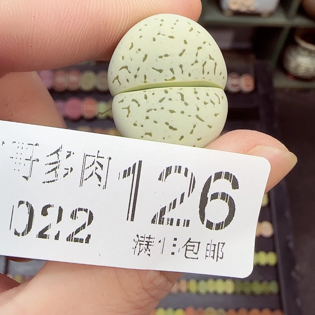 *****生石花满18包邮1022-126