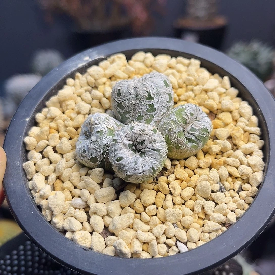 兜群Zzzzzzzzzzzzzzzzzz