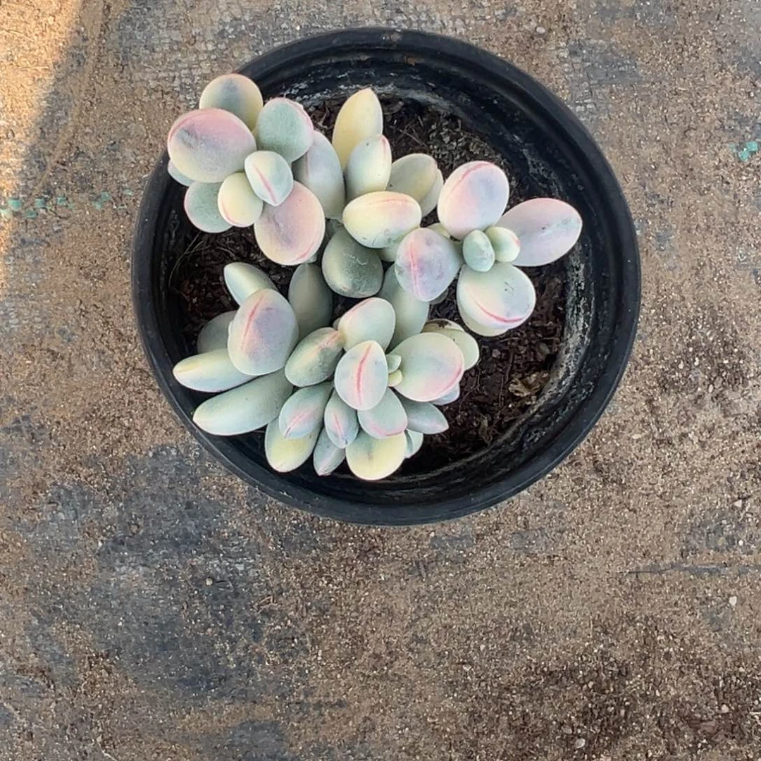 索****1多肉乒乓福娘锦2485号