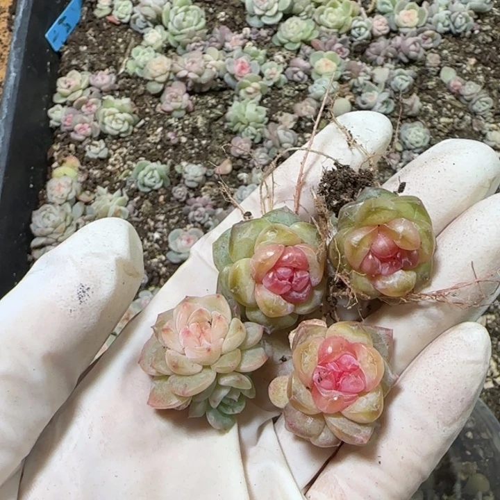 微***笑36盒王者系列多肉一盒