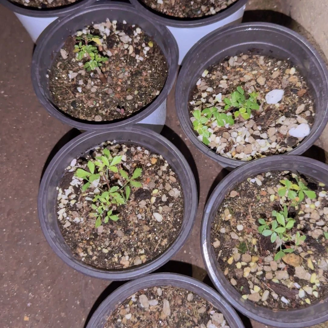 块根植物块根植物