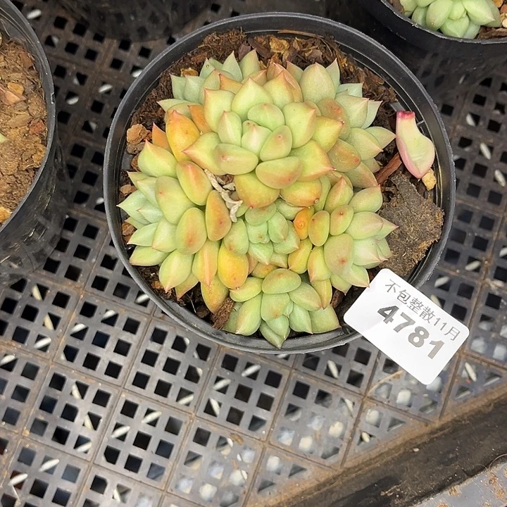 阿雅园艺。       4781象牙