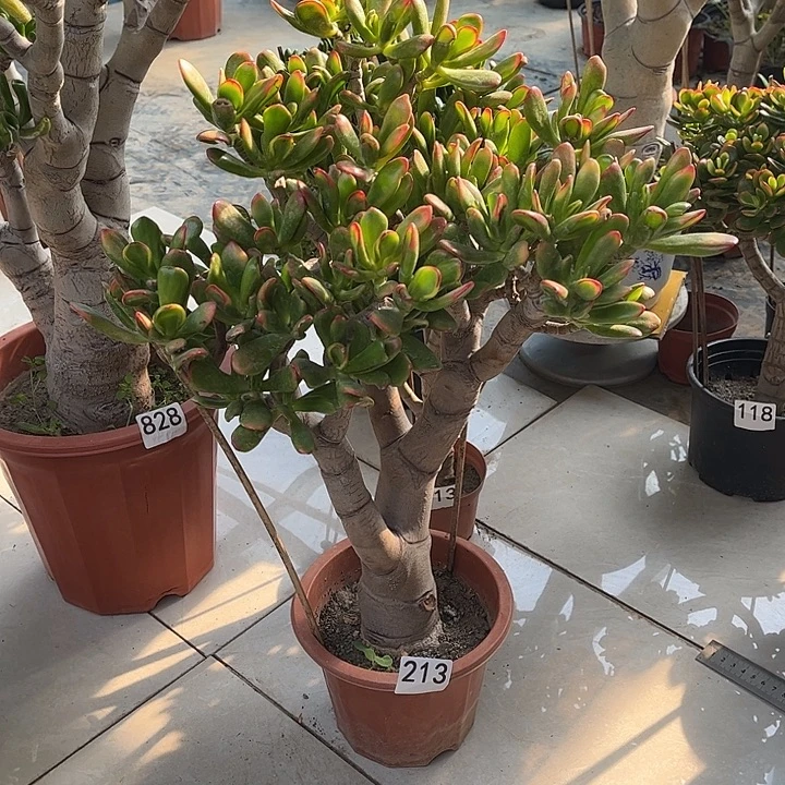 铲叶花月独杆老桩