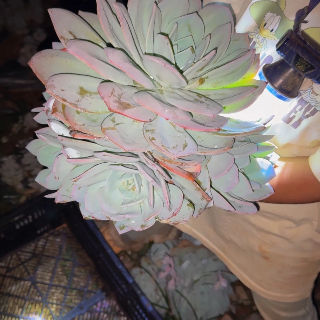 张***代奶茶 一颗 不包损64号