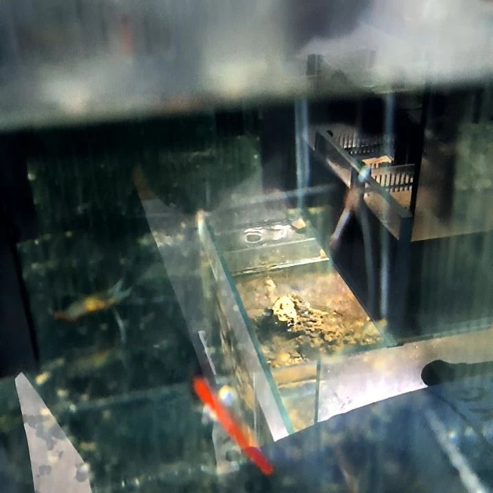 医生虾/125-170海水