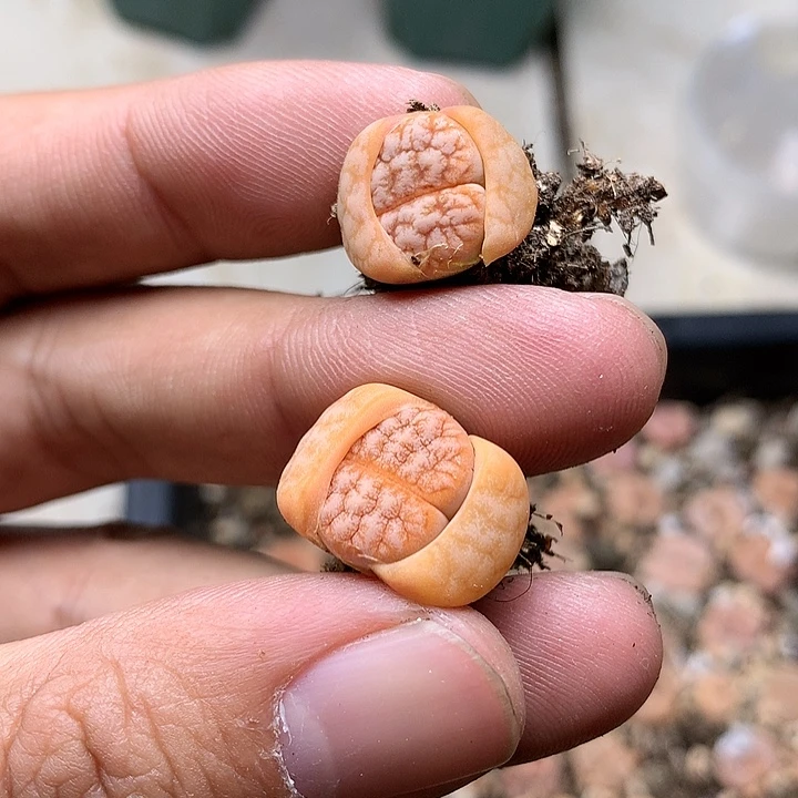 G315多肉植物保护