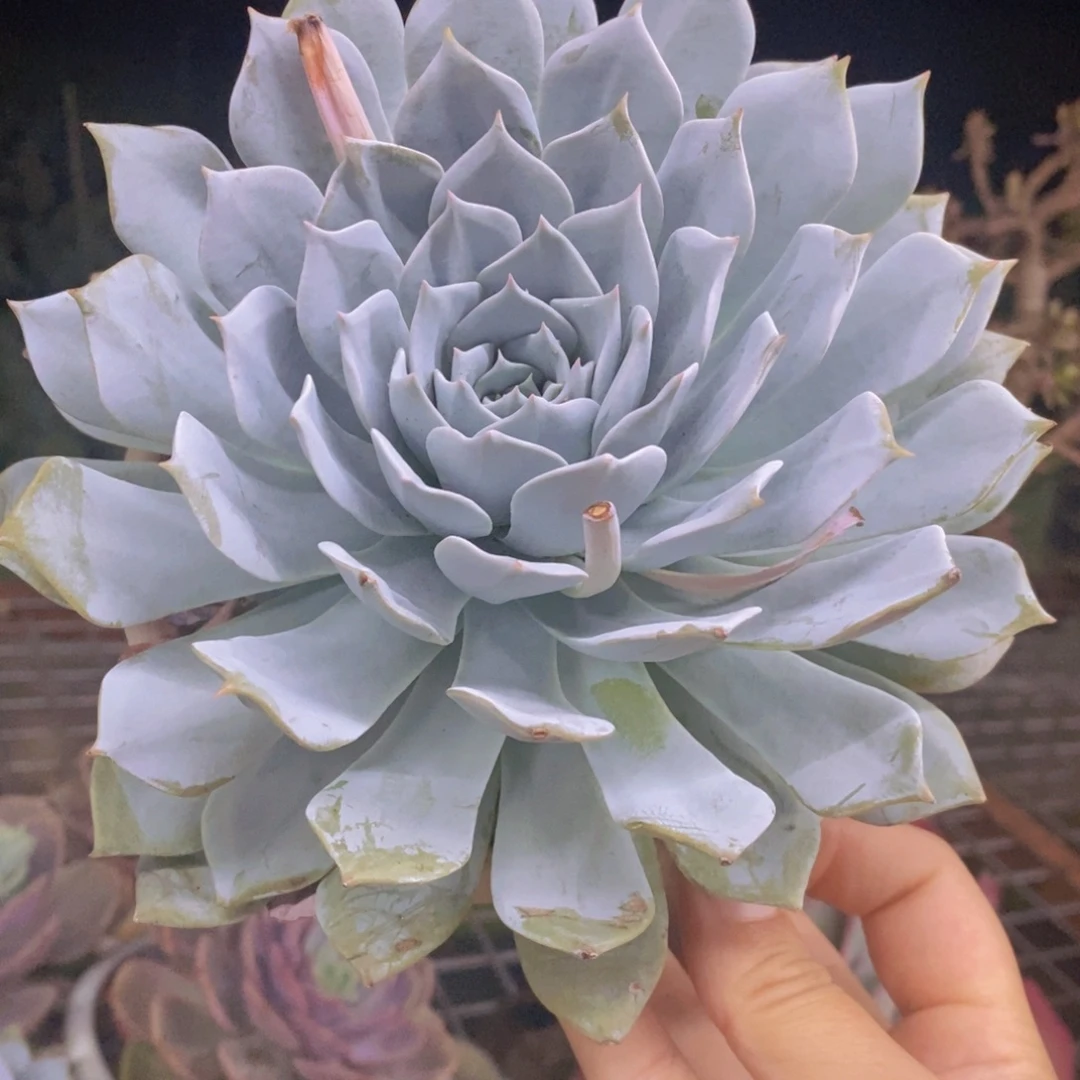 薄叶蓝鸟大单头老桩