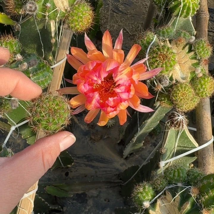 258彩草金碧辉煌歪无根侧牙4公分左右