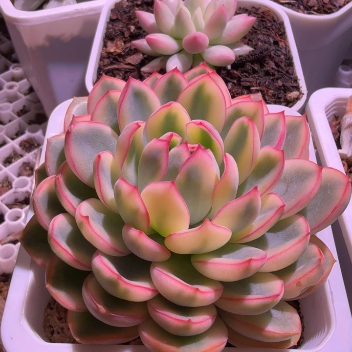 雨燕座锦多肉植物