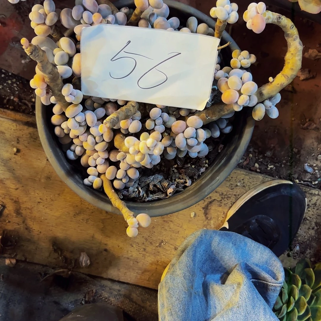 波***56号一物一拍波哥