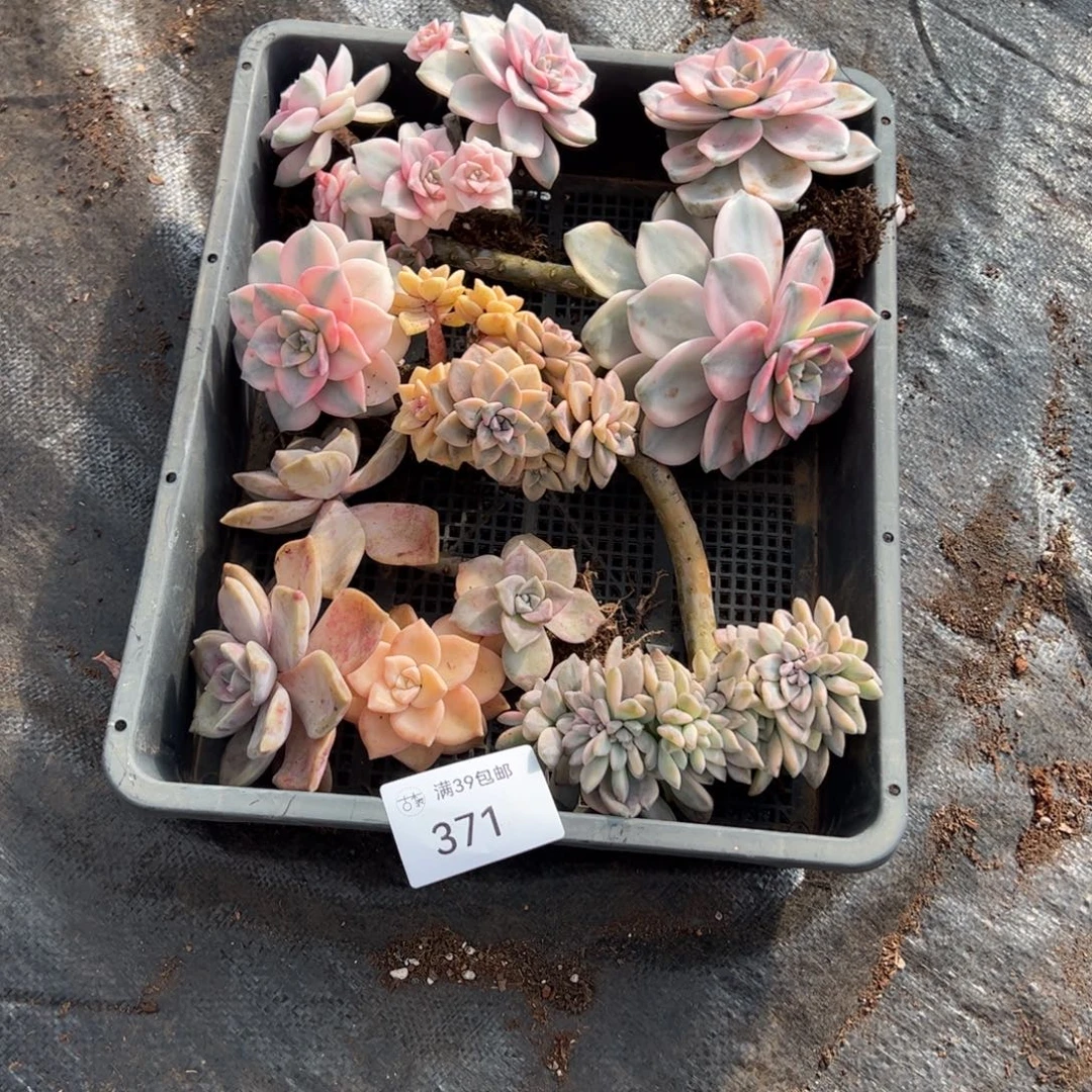 371多肉植物纤维维生素和