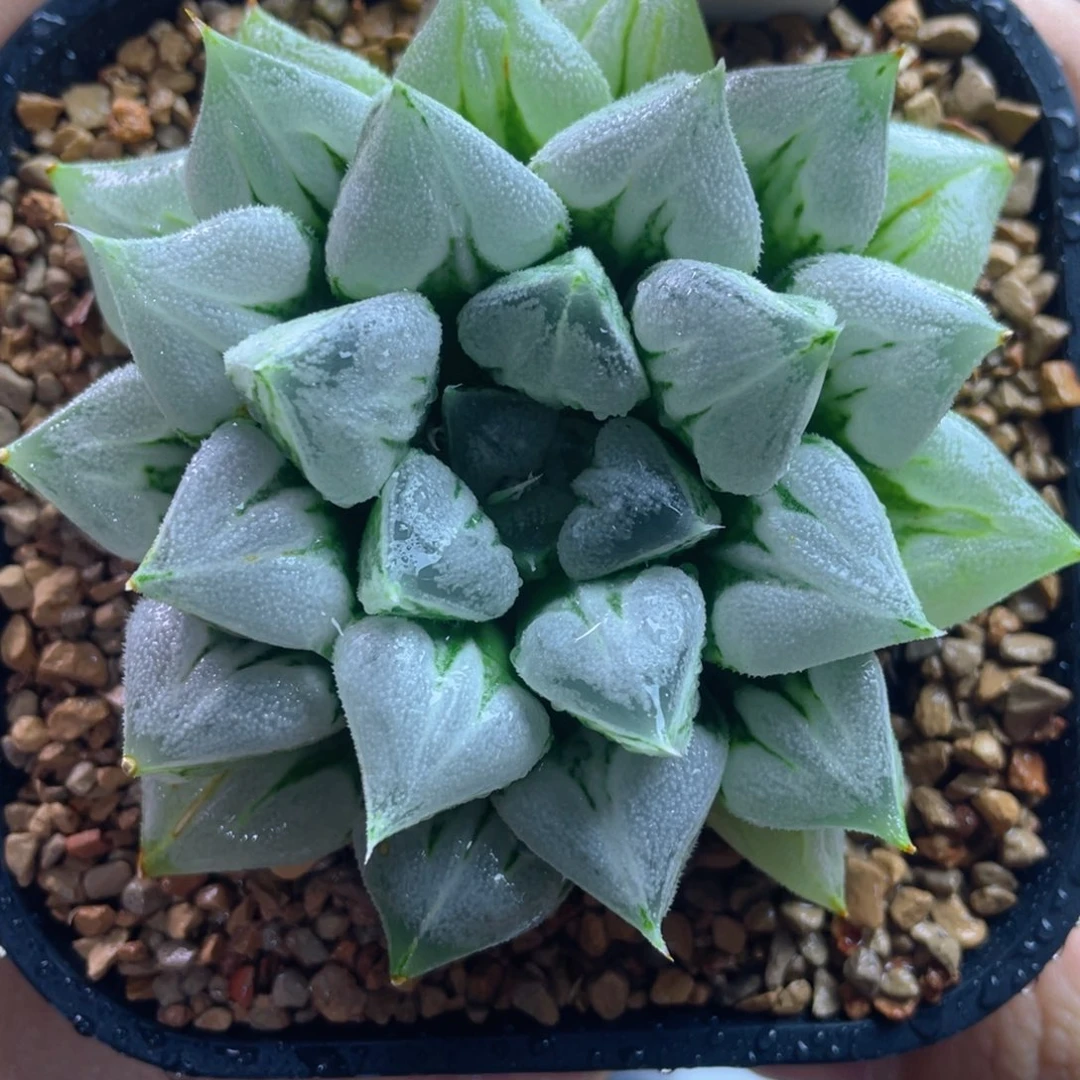 4.十二卷多肉爱心寿。