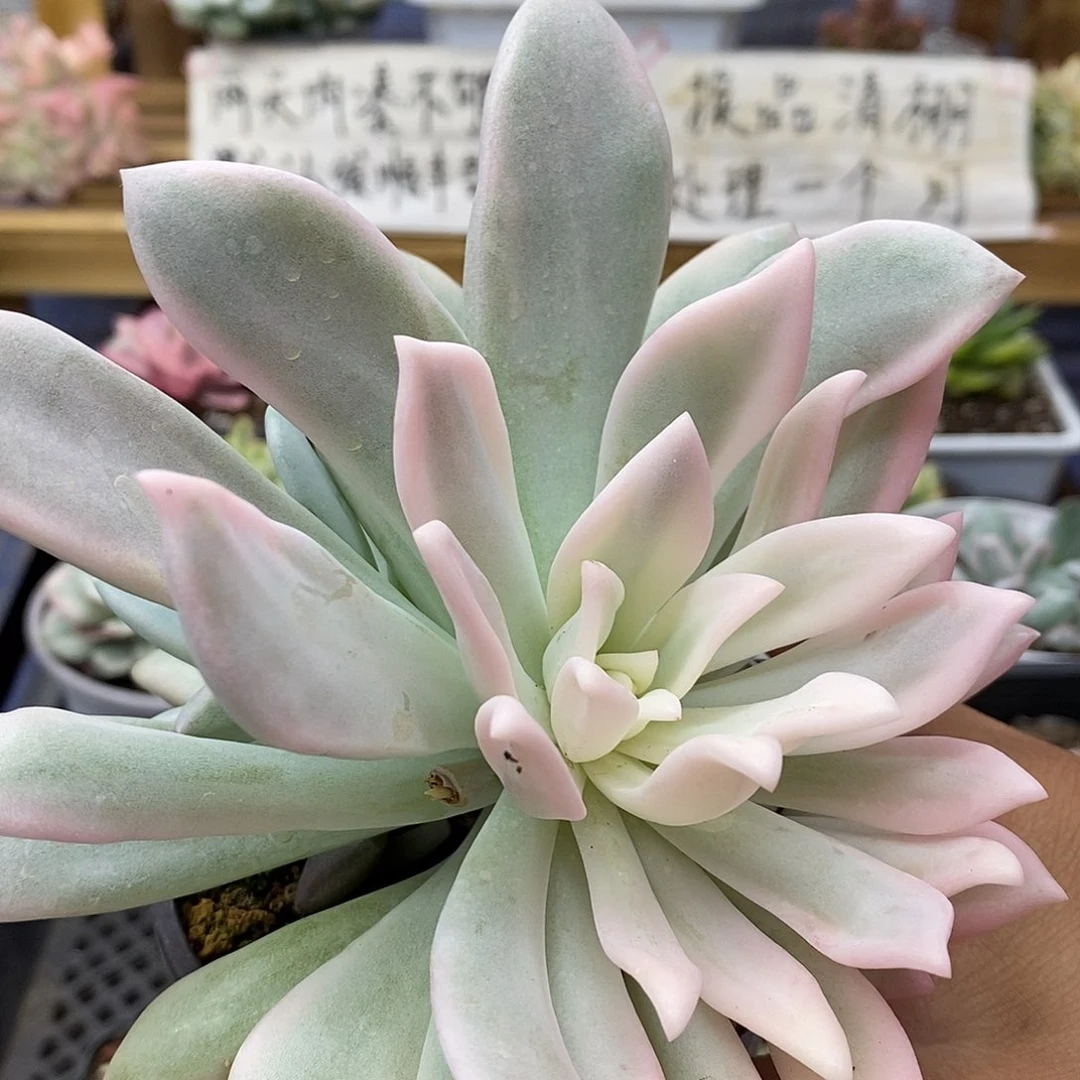 渡**音2730 奥普宽锦多肉