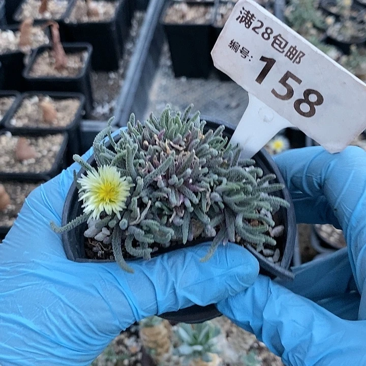 158一一一一一一一