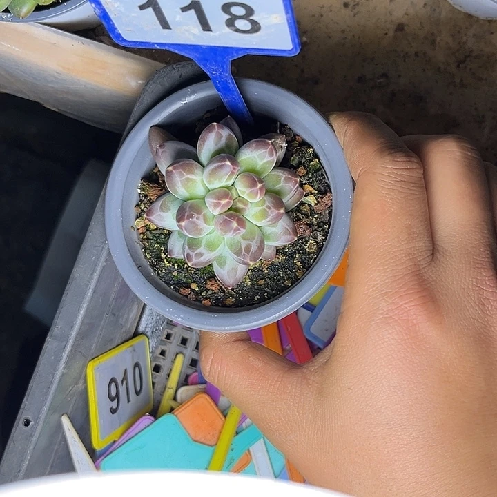 多肉植物申公豹118
