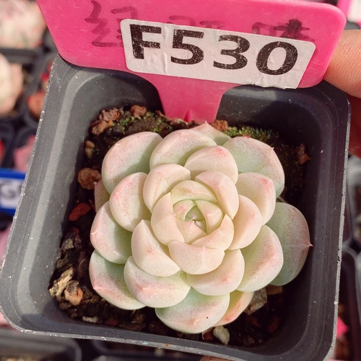 福利款5.5cm多肉植物