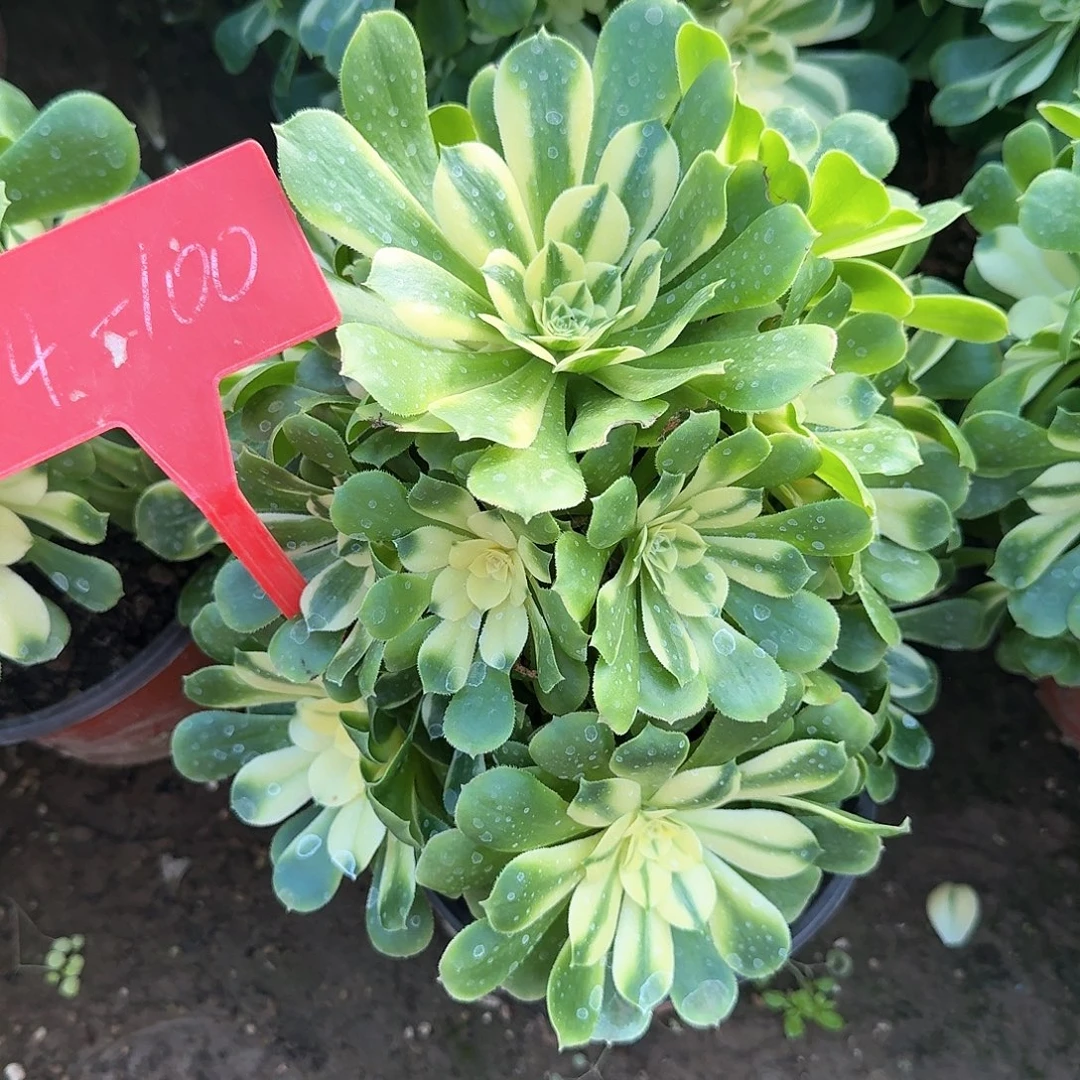 4-100辛尼亚多肉法师