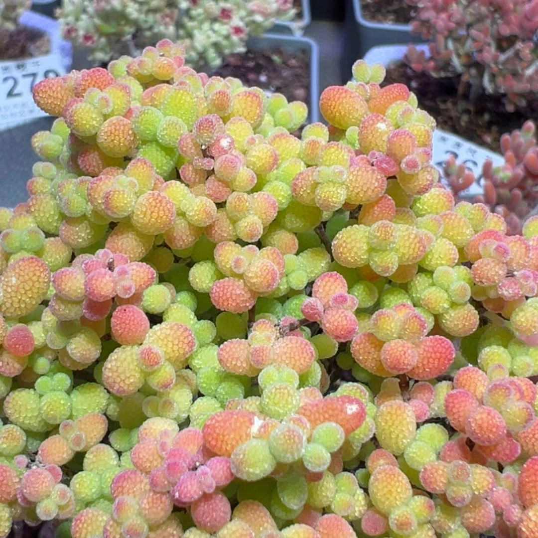 【闪购商品】p288老桩金桔冠幅7cm