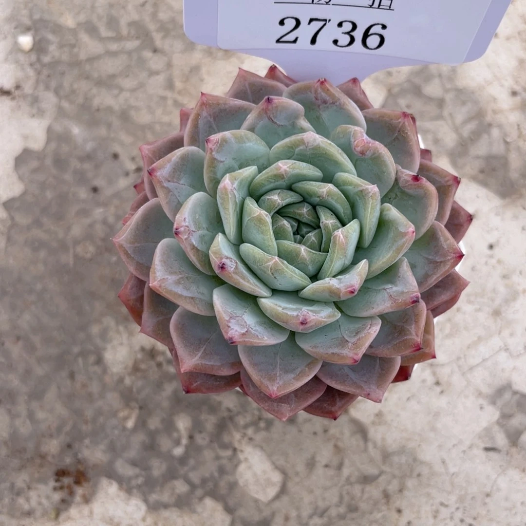 薇薇安园艺多肉2736