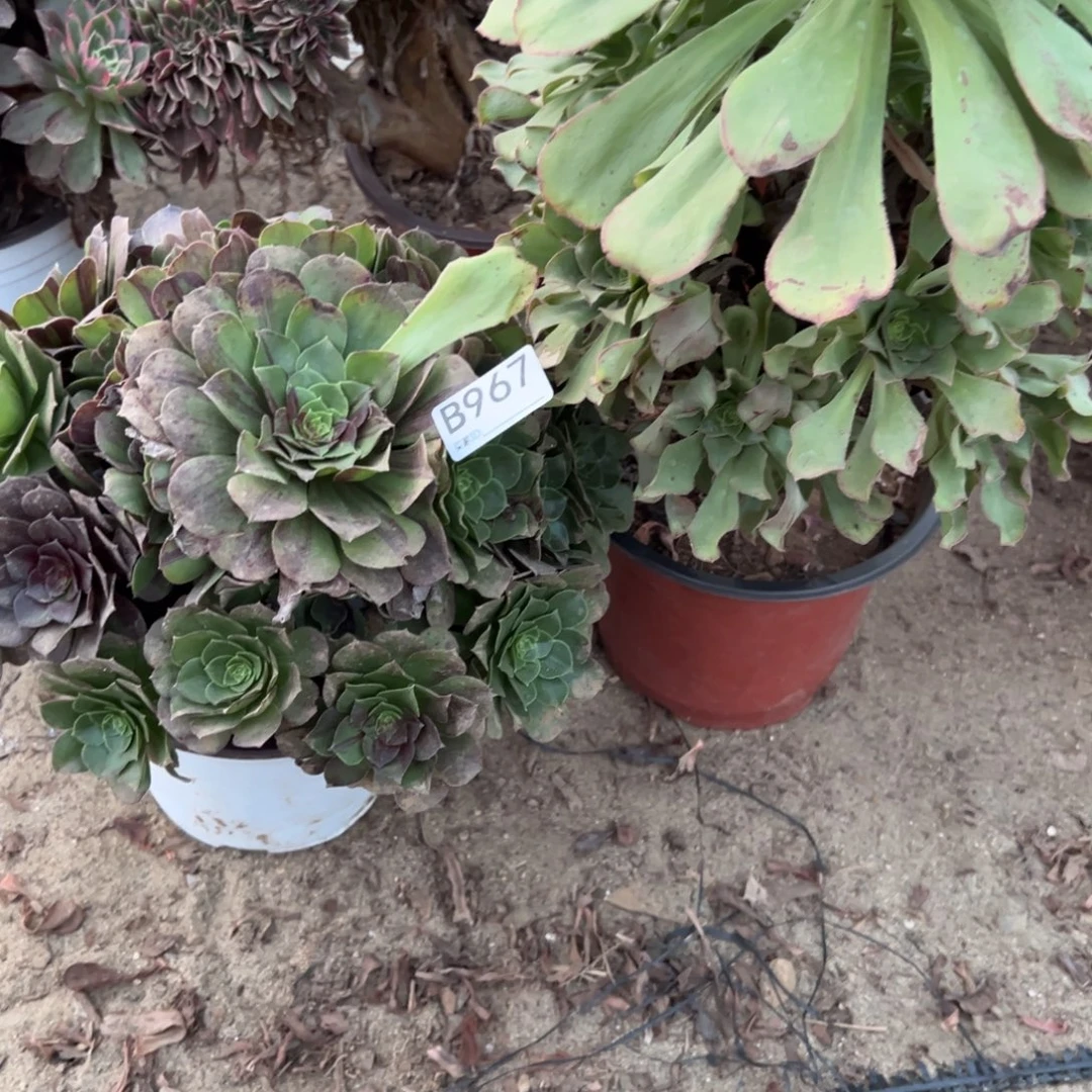 967两颗组合多肉植物法师多肉