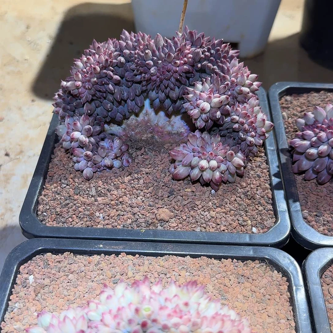 虞美人缀化多肉15公分