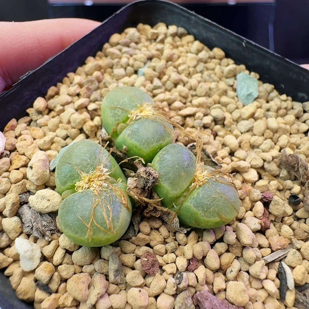 多肉植物福利清盒35