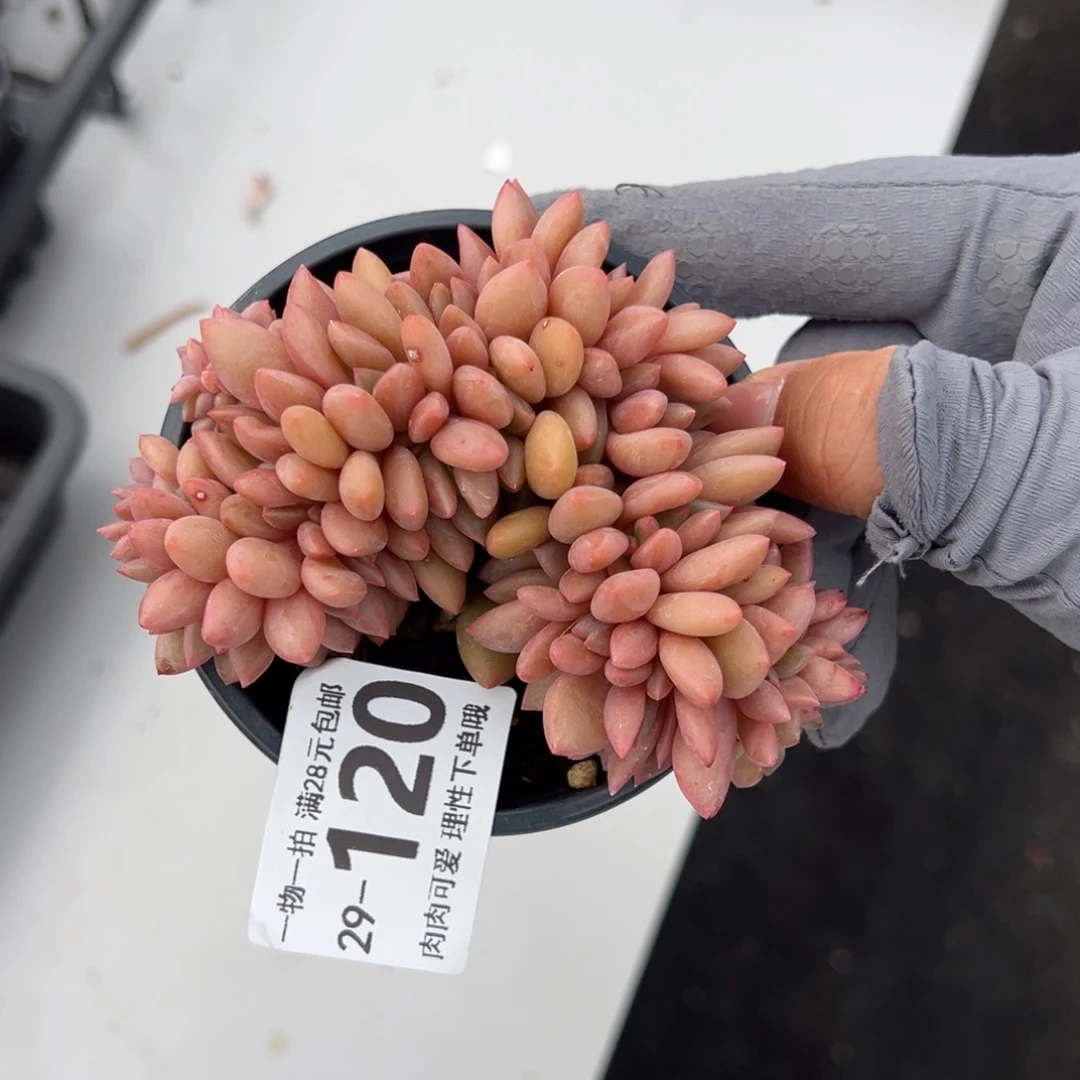 桃花源缀多肉多肉多肉多肉