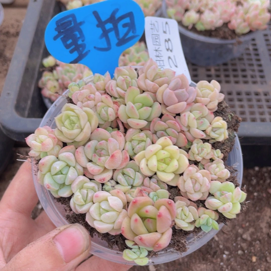 量拍多肉植物多肉植物285