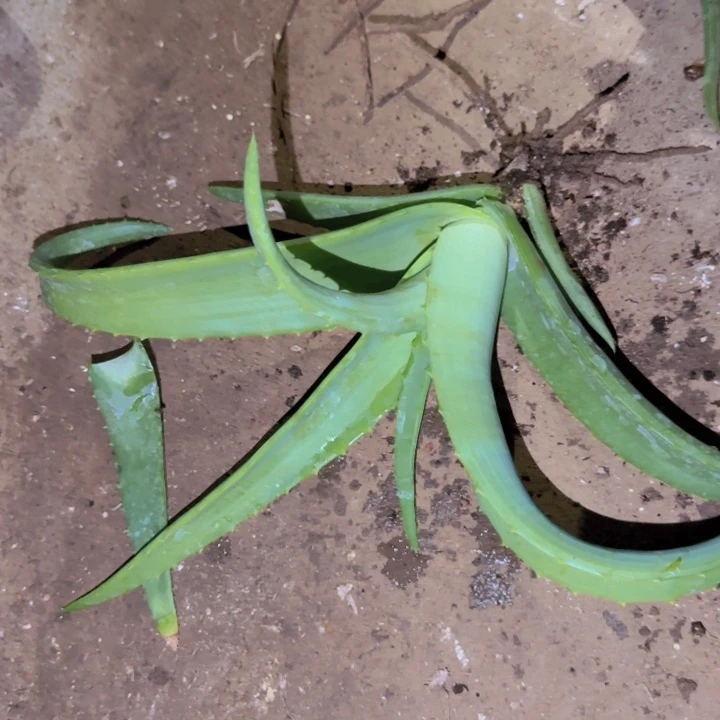 块根植物块根植物