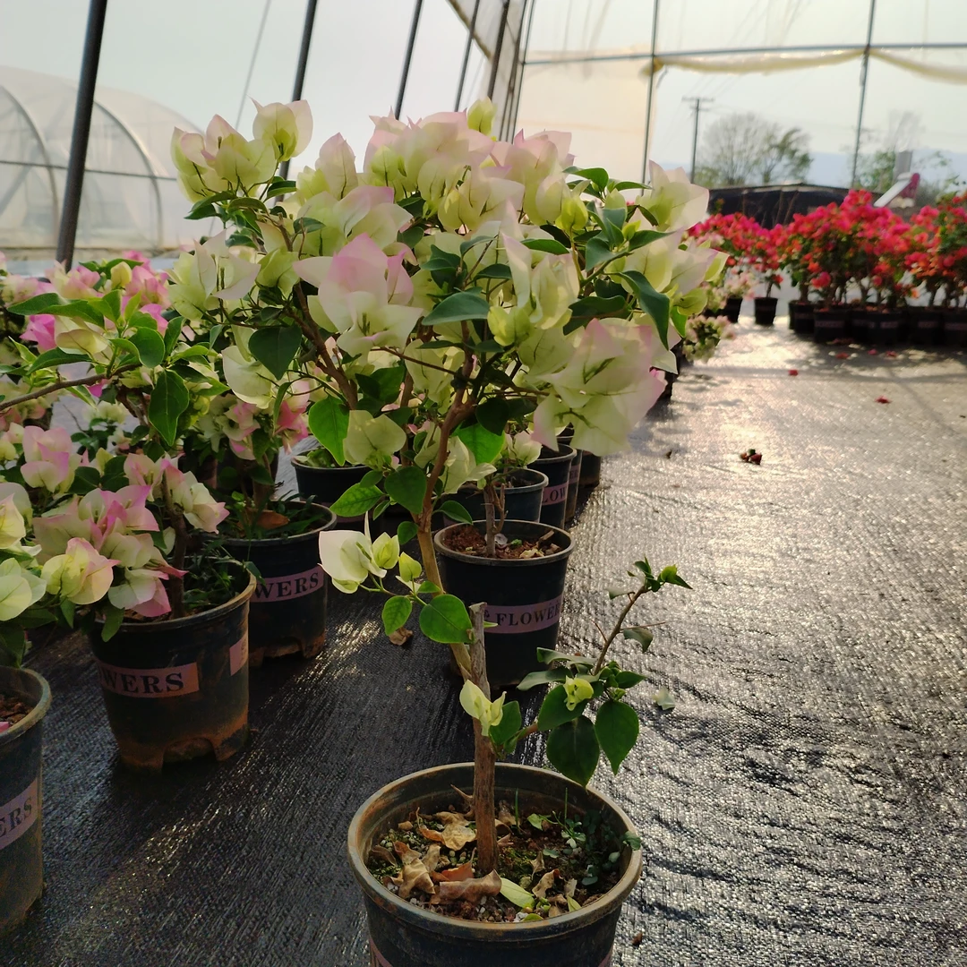 【绿叶樱花-周】三角梅介意落花落叶光杆轻微折枝的勿拍