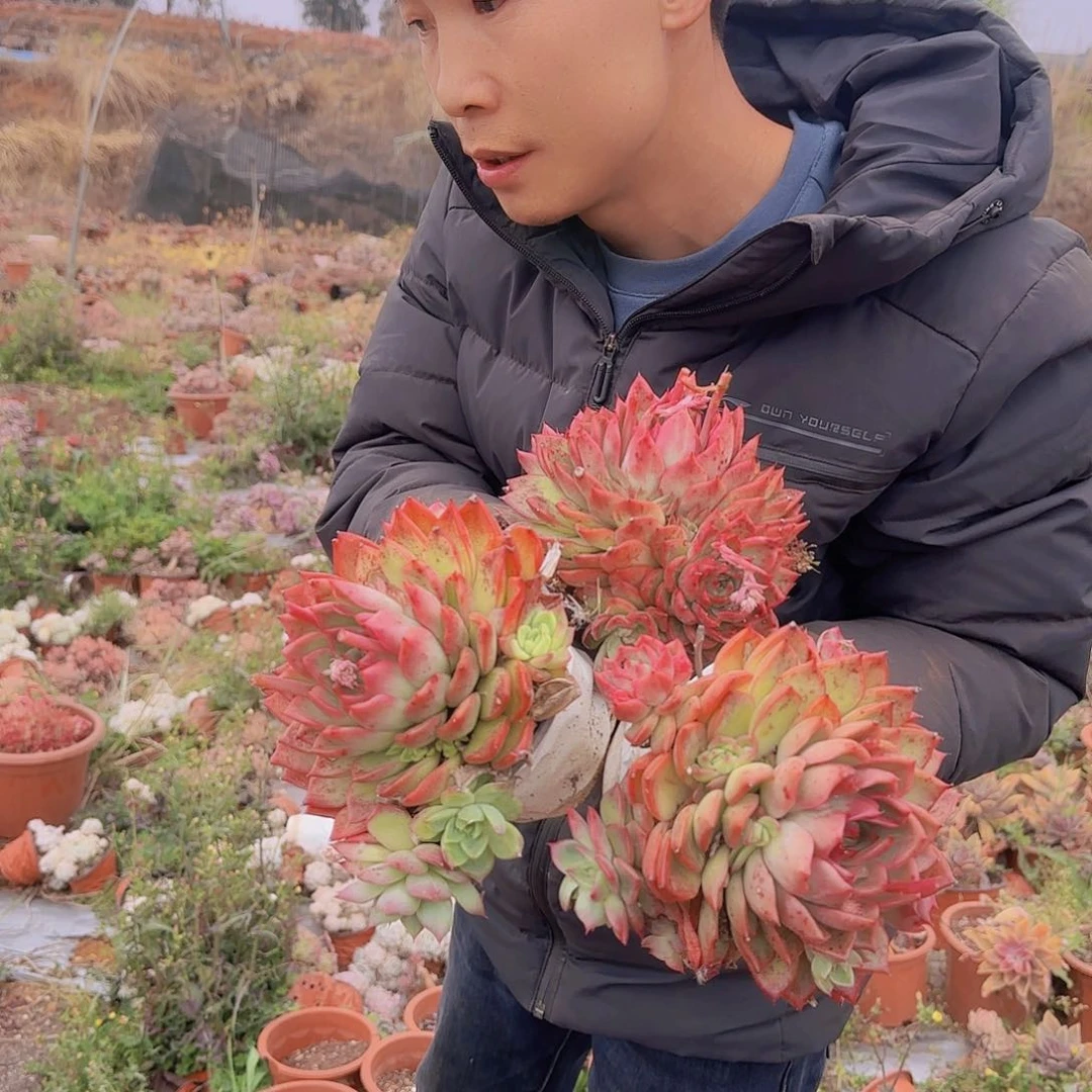 盆栽瑞安娜多肉3颗