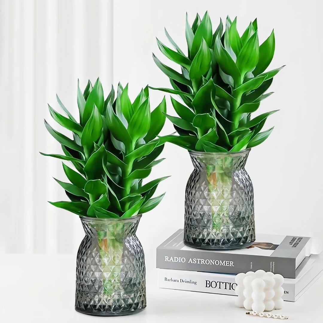 【买1送1】观音竹富贵竹水培绿植好养盆栽植物懒人易活养护清新bb