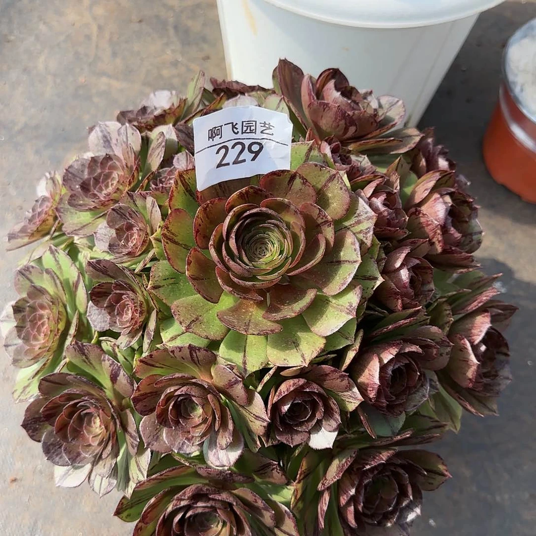 229多肉 万拉丝福利